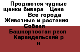 Продаются чудные щенки бивера › Цена ­ 25 000 - Все города Животные и растения » Собаки   . Башкортостан респ.,Караидельский р-н